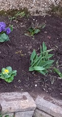 Can anyone identify this plant please