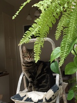 What's your DCat up to today? (Thread 8)