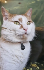 When to let cat out for the first time?