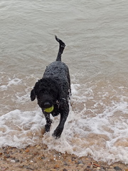 Does anyone own a Labradoodle or Goldendoodle?