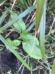 This is a weed right???