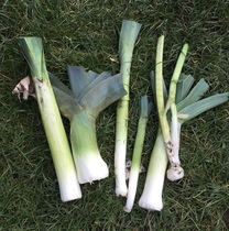 Allotment/Veg Patch Thread 16  Weather weirdness prevails !