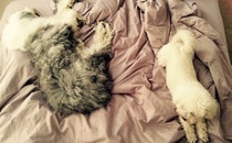 Any Chow Chow, New Foundland, St Bernard or Old English Sheepdog owners?