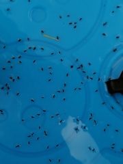 What are these insects