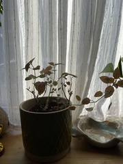 Thread for really fucking ugly houseplants