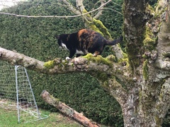 ‘Stray cat’ advice
