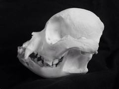 Are shih tzus as unhealthy as frenchies