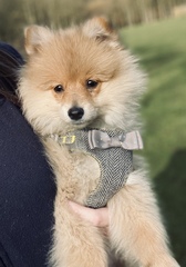 New puppy, 2 names, help us pick pleaser!