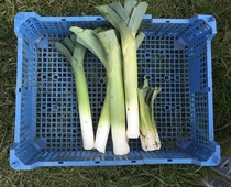 Allotment/Veg Patch Thread 16  Weather weirdness prevails !