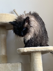 What's your DCat up to today? (Thread 8)