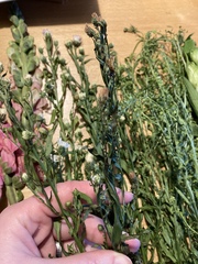 Dead Bloom & Wild Flowers