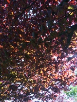 Low Carb Bootcamp - Week 8 - the last three weeks!