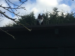 ‘Stray cat’ advice