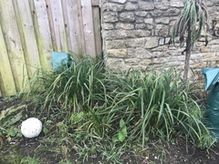 This is a weed right???