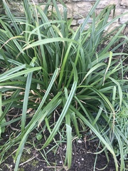 This is a weed right???