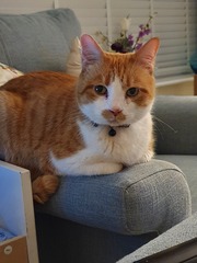 I rescued this gorgeous beast today!