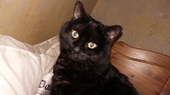 Tell me about your cat