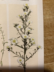 Dead Bloom & Wild Flowers