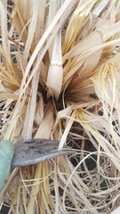 Is my cortaderia dead?