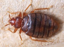 Insect ID help, please. (Warming: photos of insects...)