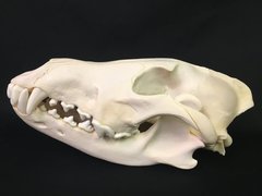 Are shih tzus as unhealthy as frenchies