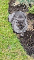 Maine Coon or Tonkinese?
