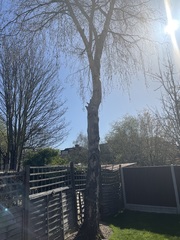 Birch tree dripping