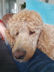 Does anyone own a Labradoodle or Goldendoodle?