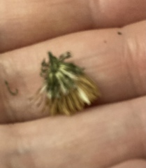 Dead Bloom & Wild Flowers