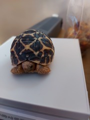 ADs teach twisted lyrics to their pet tortoise