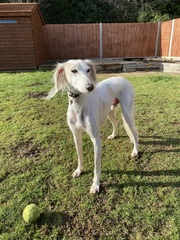 Saluki owners - hair question