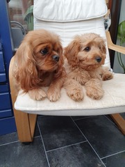 Another breed help question, sorry!