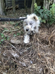 The dog house
