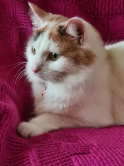 Knit, Crochet and Natter 4 - Yarning into Spring