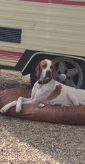 Pointer, sisters?
