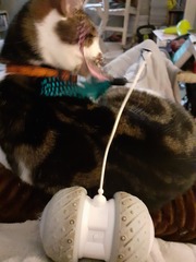 Bored kittens - suggest some toys please