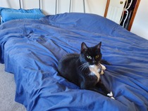 The Litter Tray Memorial Thread