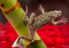 AIBU to keep an illegal pet