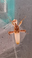 Knit, Crochet and Natter 4 - Yarning into Spring