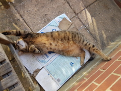 Thug cat part 3.  Unbidden guests are often welcomest when they are gone.
