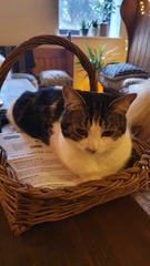 Price of kittens and cats