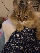 The Litter Tray Memorial Thread