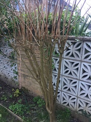 What are my trees