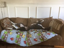 Whippets and greyhounds.