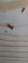 Insect ID help, please. (Warming: photos of insects...)