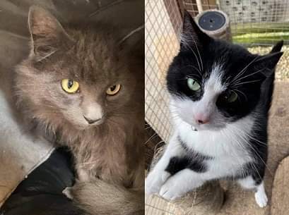 New cats after loss