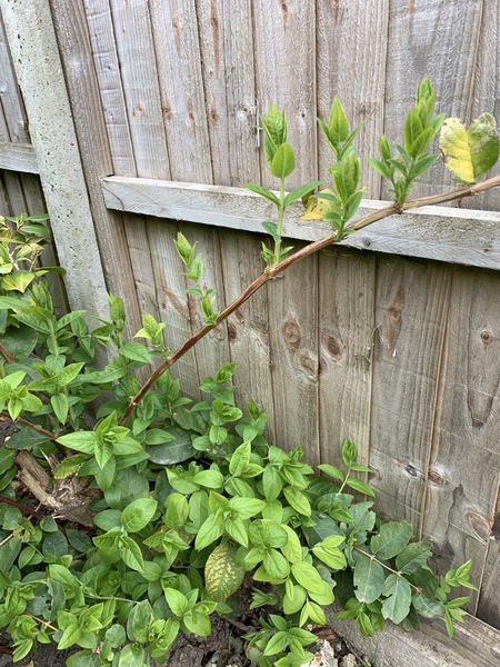 Honeysuckle ID and advice