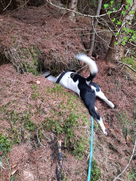 Does anyone else struggle to walk their dog during pheasant season?