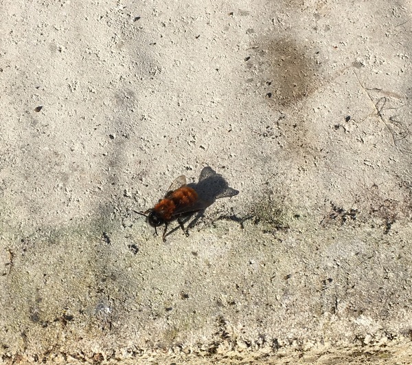 Does anyone know what bee this is?