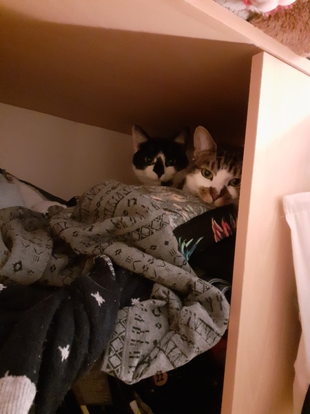 I love my cat so, so much!